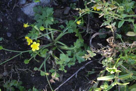 Слика од Ranunculus multifidus Forsk.