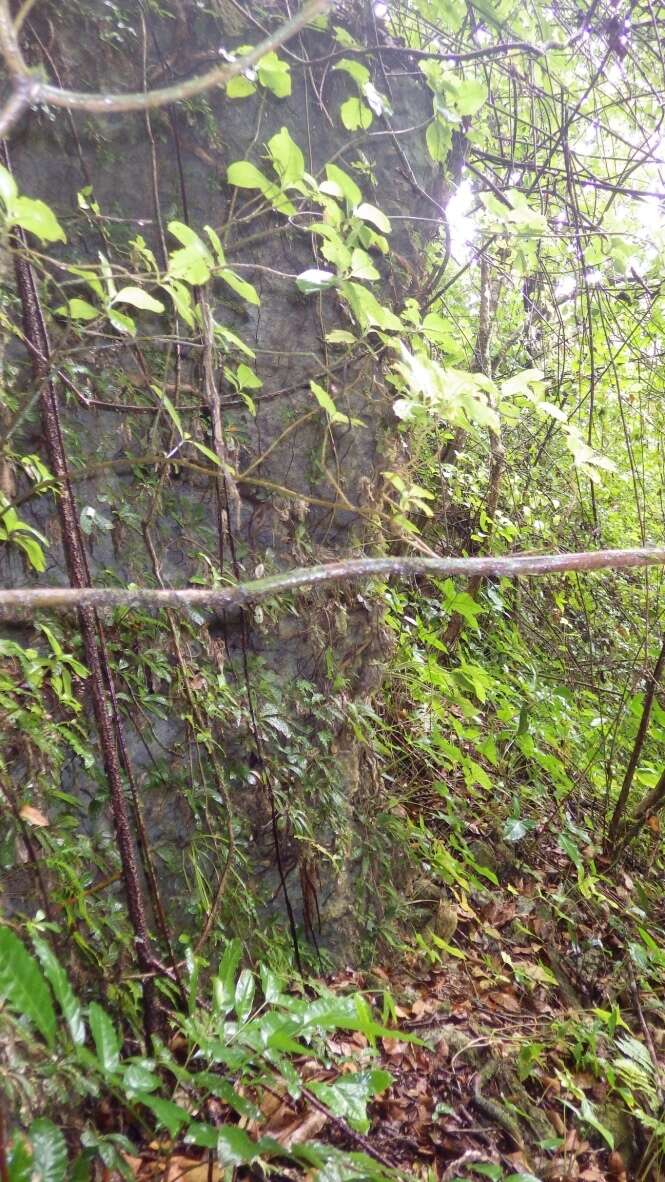 Image of limestone maiden fern