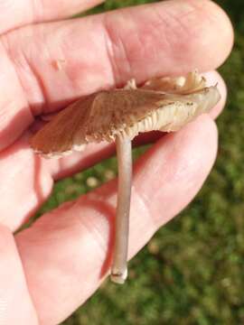 Image of Entoloma exile (Fr.) Hesler 1967