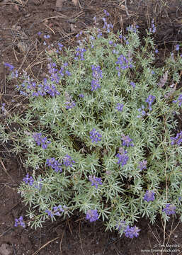 Image of silvery lupine