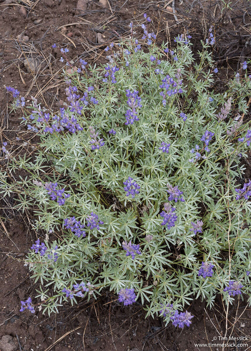 Imagem de Lupinus argenteus var. argenteus