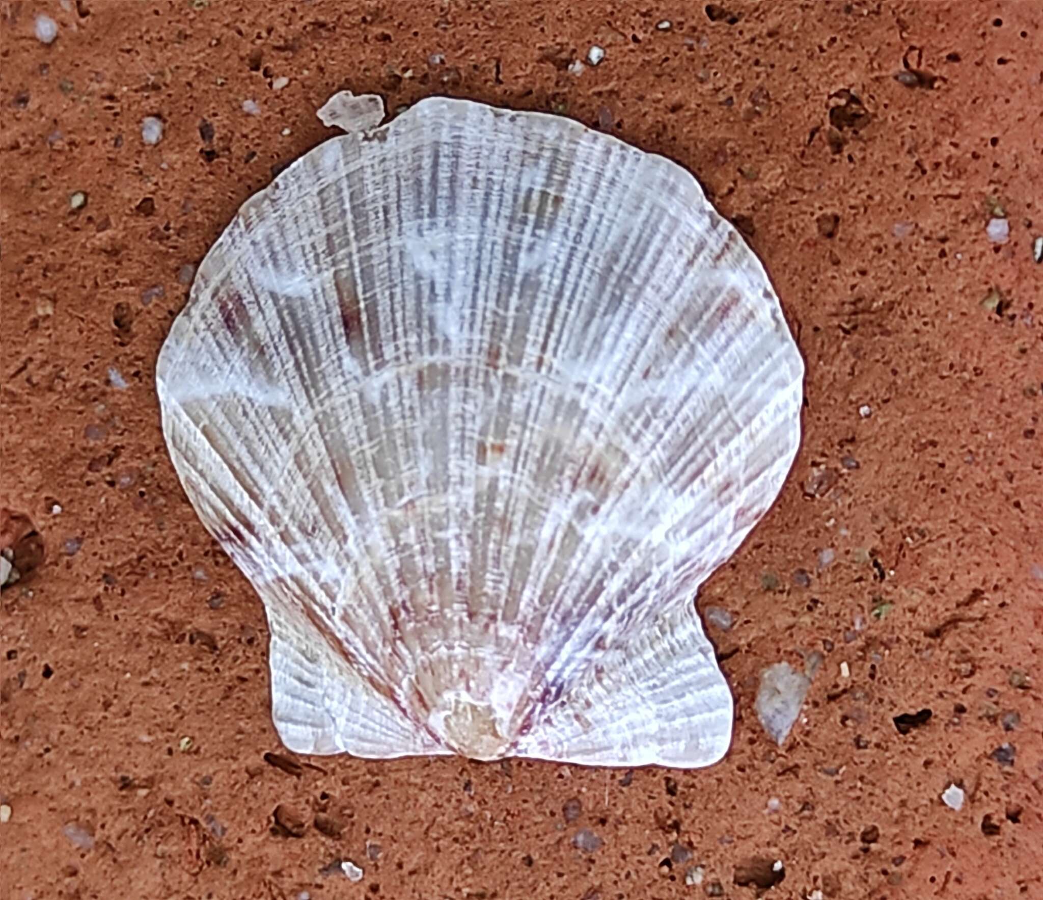Image of hyaline scallop