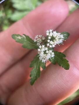 Image of Sanicula petagnioides Hayata