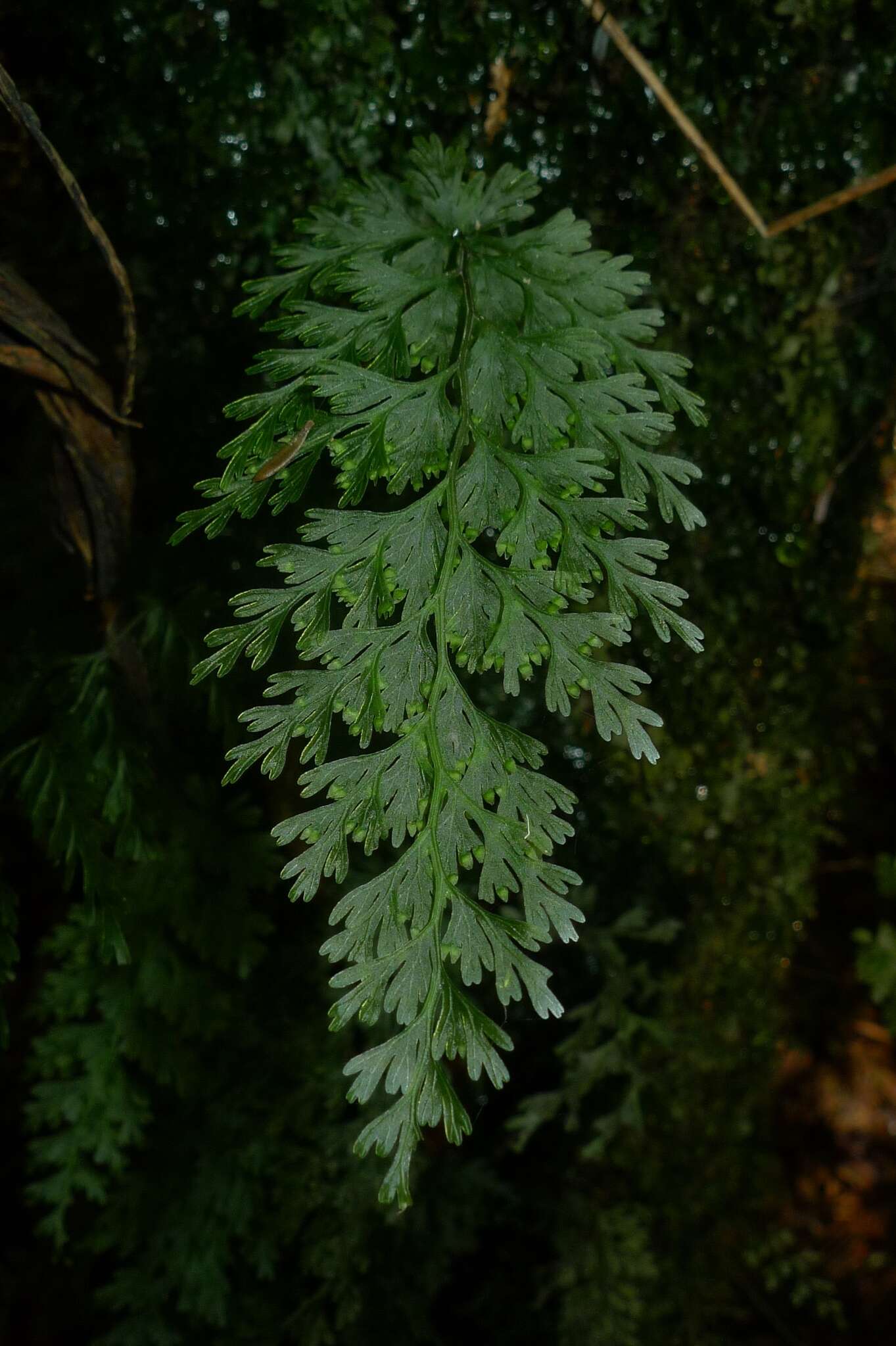 Image of Hymenophyllum demissum (G. Forst.) Sw.