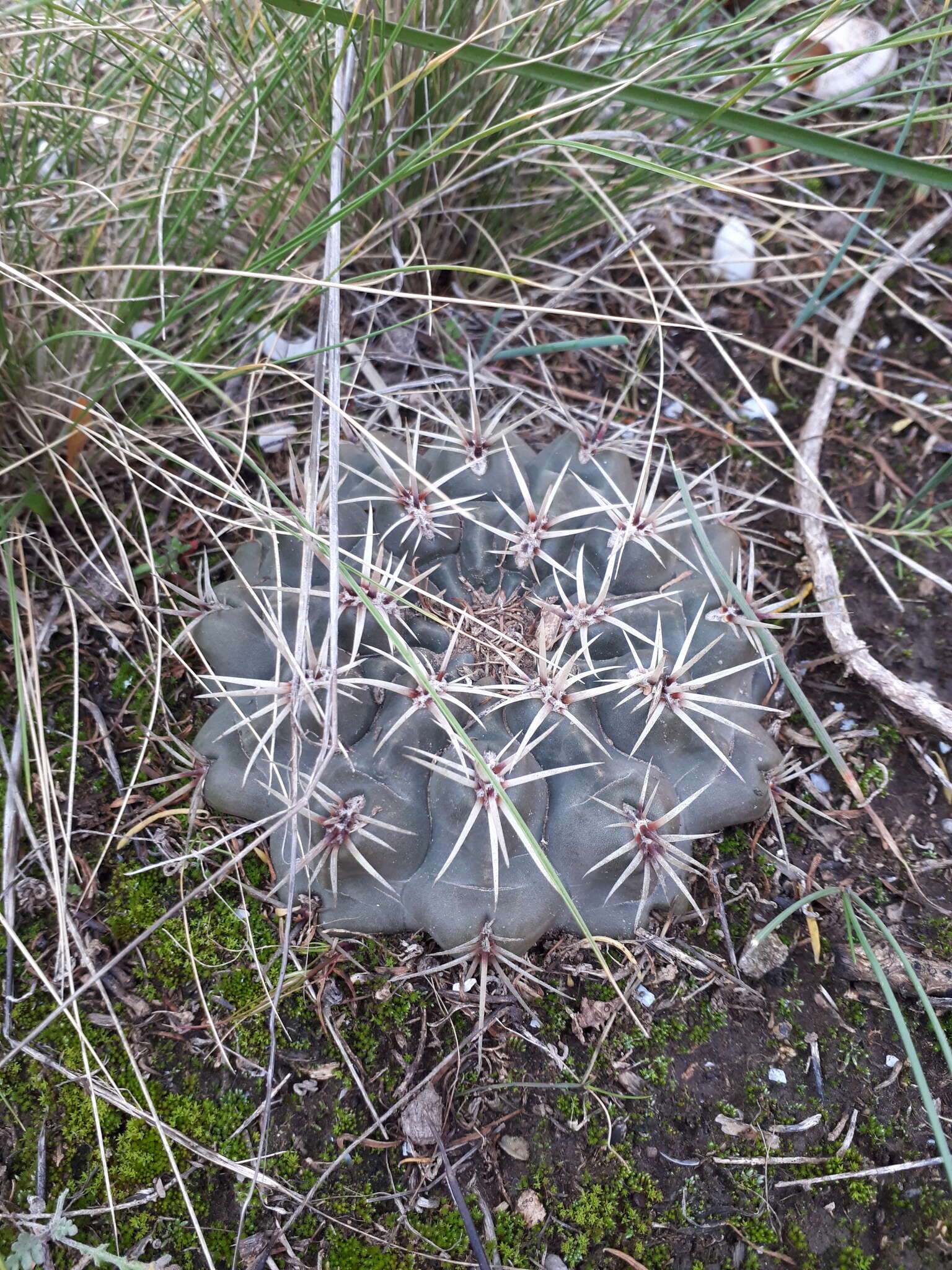 Image of Gymnocalycium gibbosum (Haw.) Pfeiff. ex Mittler