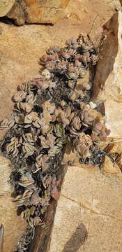 Image of Crassula swaziensis Schönl.