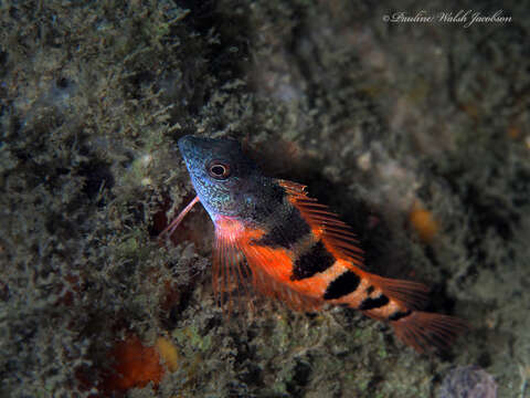 Image of Saddled Blenny