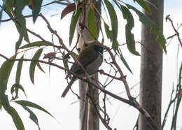 Image of Black-headed Honeyeater