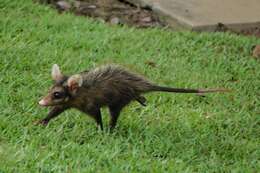 Image of Big-eared Opossum