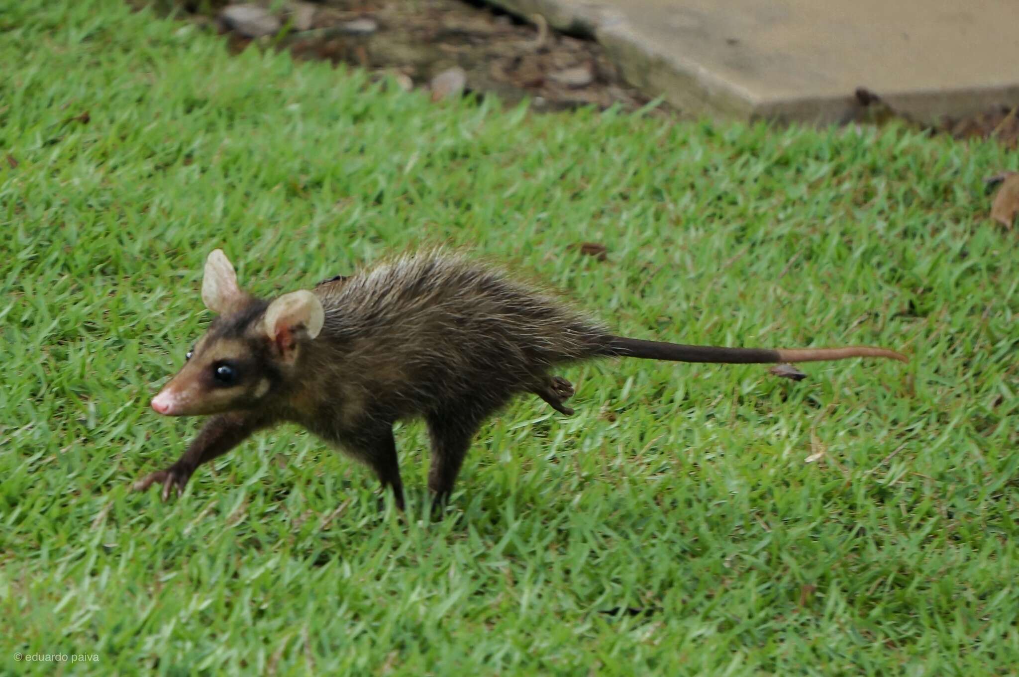 Image of Big-eared Opossum