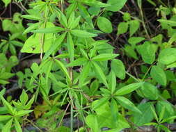 Image de Ipomoea sororia D. F. Austin & J. L. Tapia