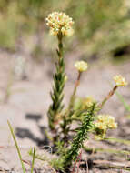 Image of Crassula subulata L.