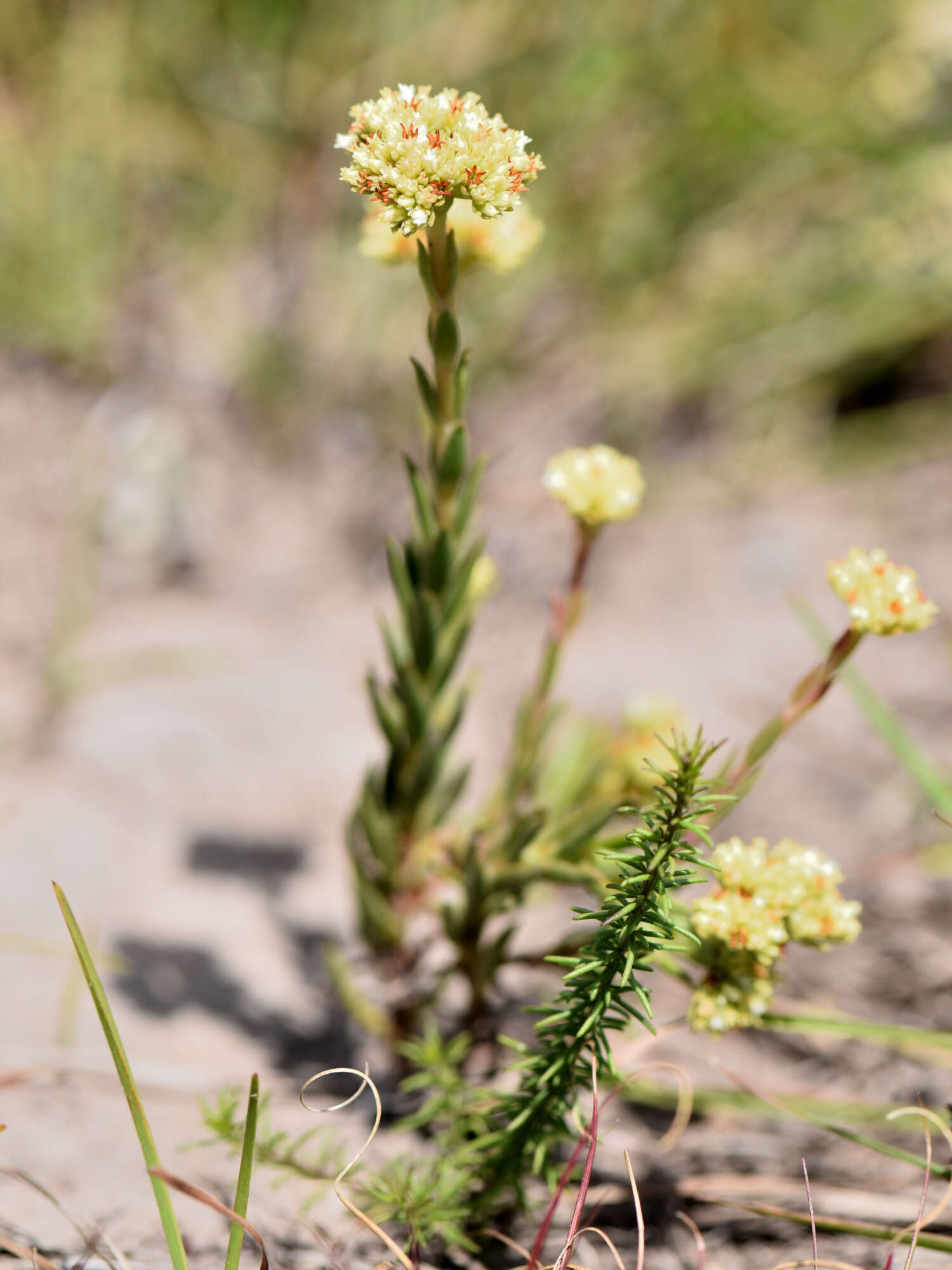 Image of Crassula subulata L.