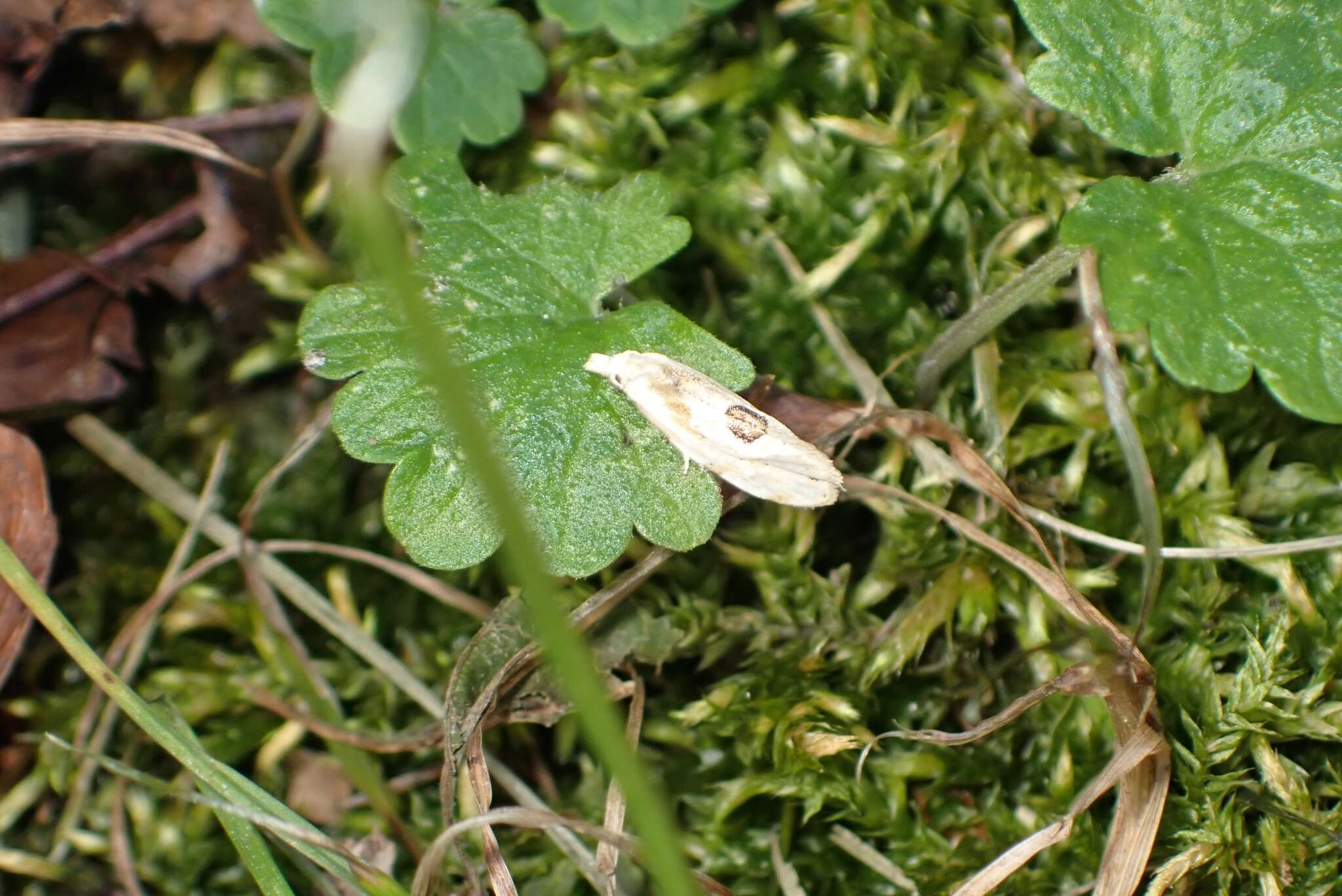 Image of Aethes angustana species group