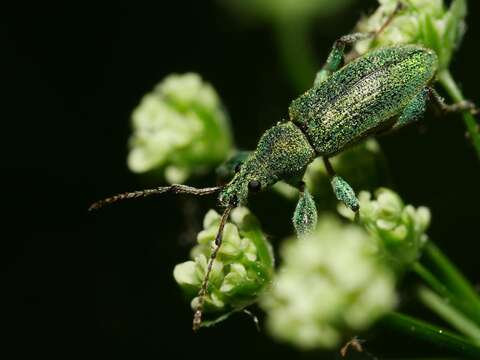 Image of Phyllobius (Phyllobius) arborator (Herbst 1797)