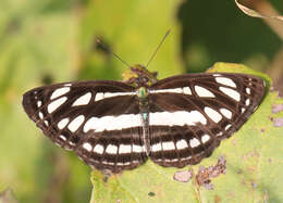 Image of Neptis hylas varmona Moore 1872