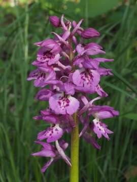 Image of Orchis × loreziana subsp. kisslingii