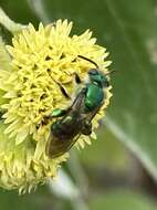 Image de Paragapostemon coelestinus (Westwood 1875)