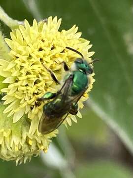 صورة Paragapostemon Vachal 1903