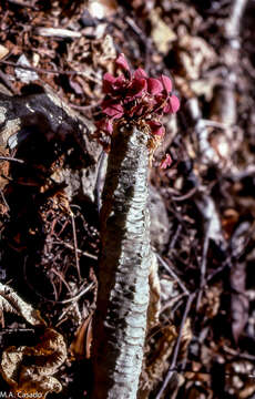 Imagem de Euphorbia denisiana Guillaumin