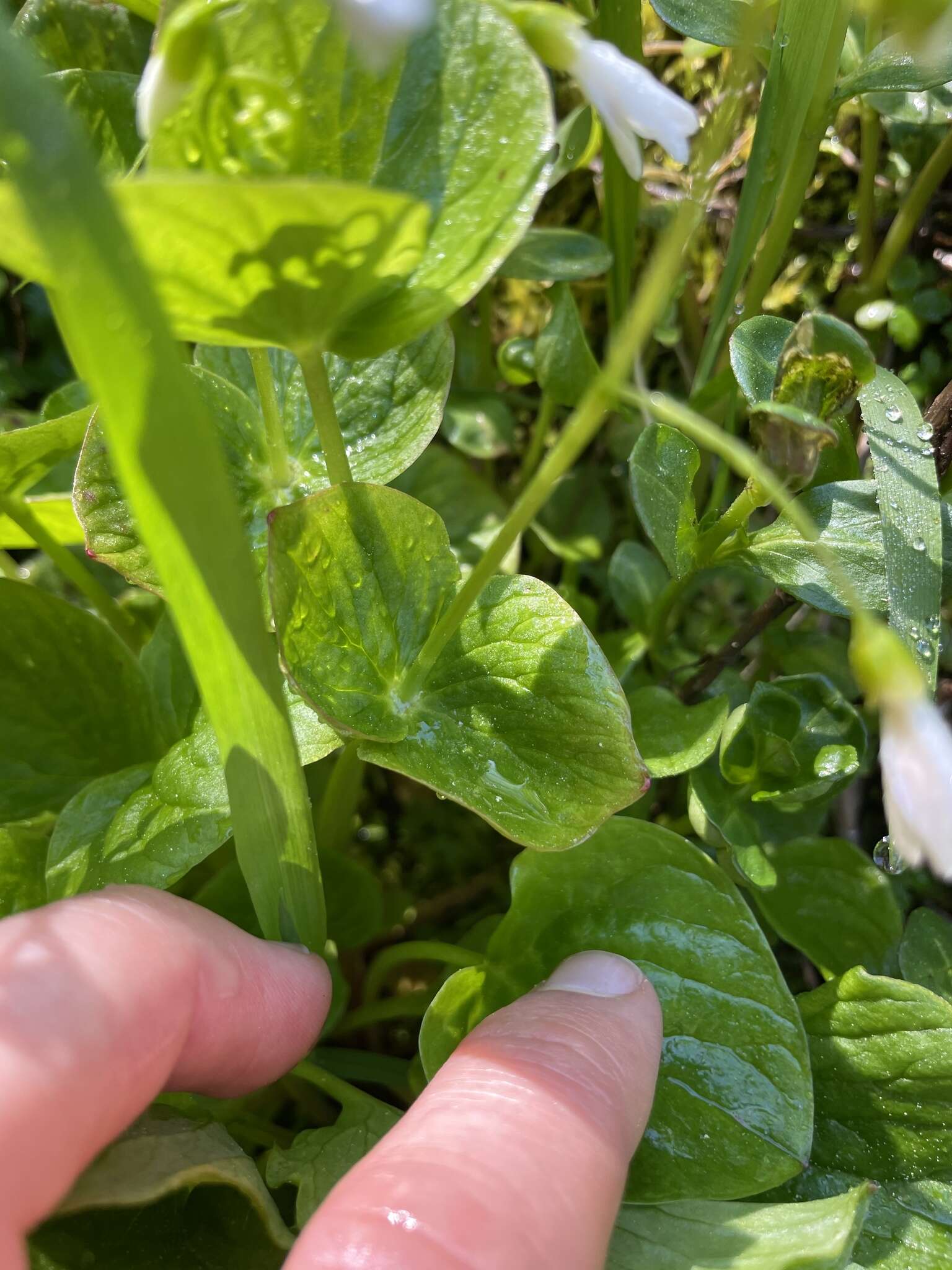 Claytonia cordifolia S. Wats. resmi