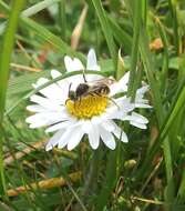 Image of Nomada crotchii Cresson 1878