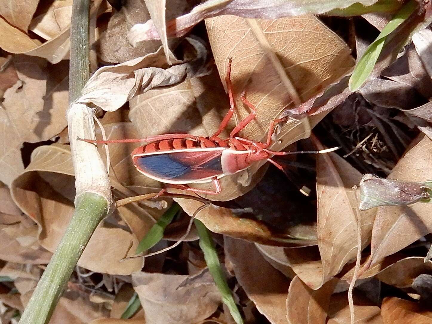 Imagem de <i>Probergrothius varicornis</i>