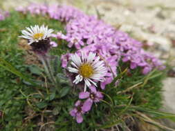 Image of arctic alpine fleabane