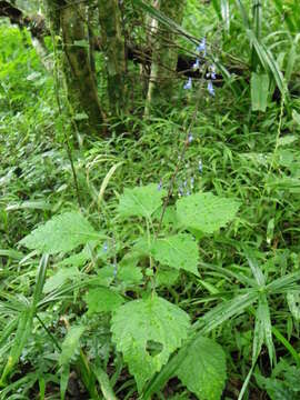 Слика од <i>Coleus dolichopodus</i>