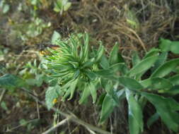 Image of Echeveria coccinea (Cav.) DC.