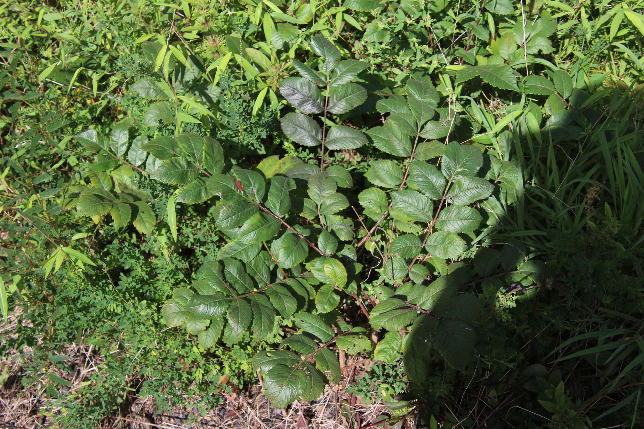 Image of Michaux's sumac