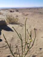 Image of Ephedra multiflora Phil. ex Stapf