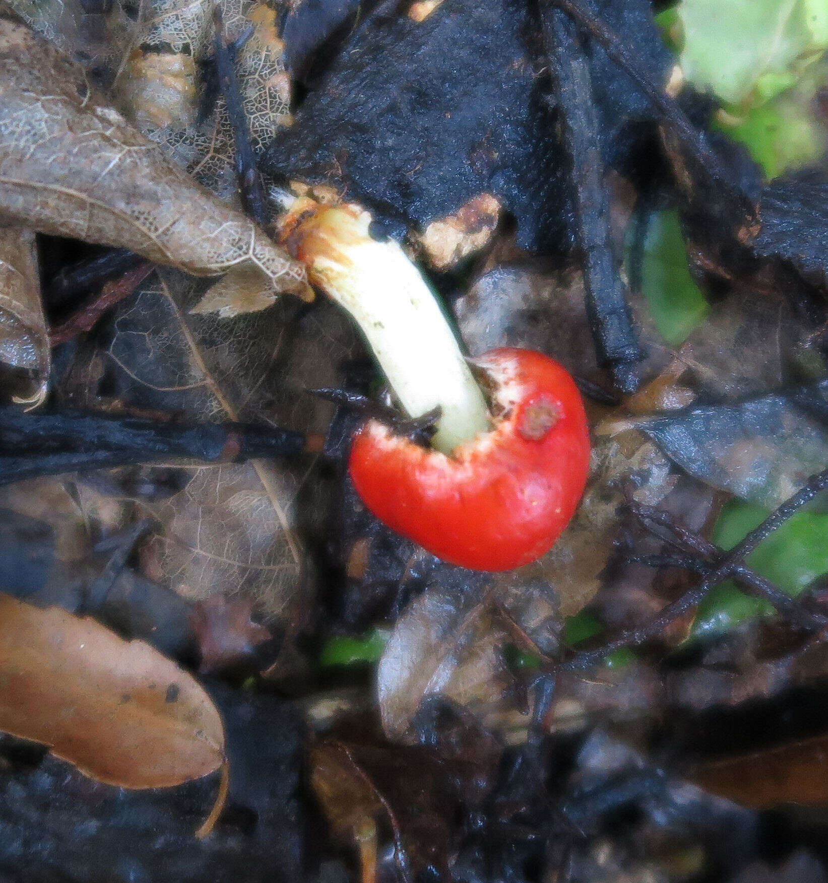 Sivun Leratiomyces erythrocephalus (Tul. & C. Tul.) Beever & D. C. Park 2008 kuva