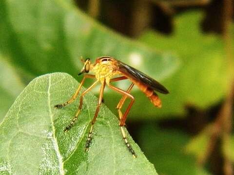 Image of Diogmites neoternatus (Bromley 1931)