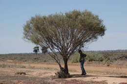 Image of Hakea leucoptera subsp. leucoptera