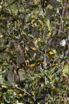 Image of Quercus devia Goldman