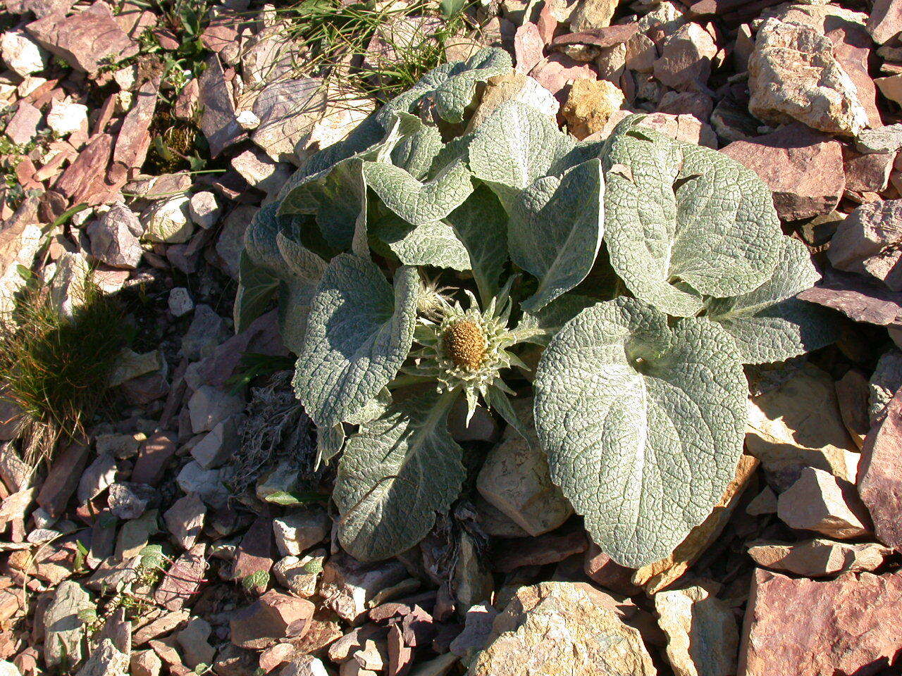 Image of Berardia lanuginosa (Lam.) Fiori & Paol.