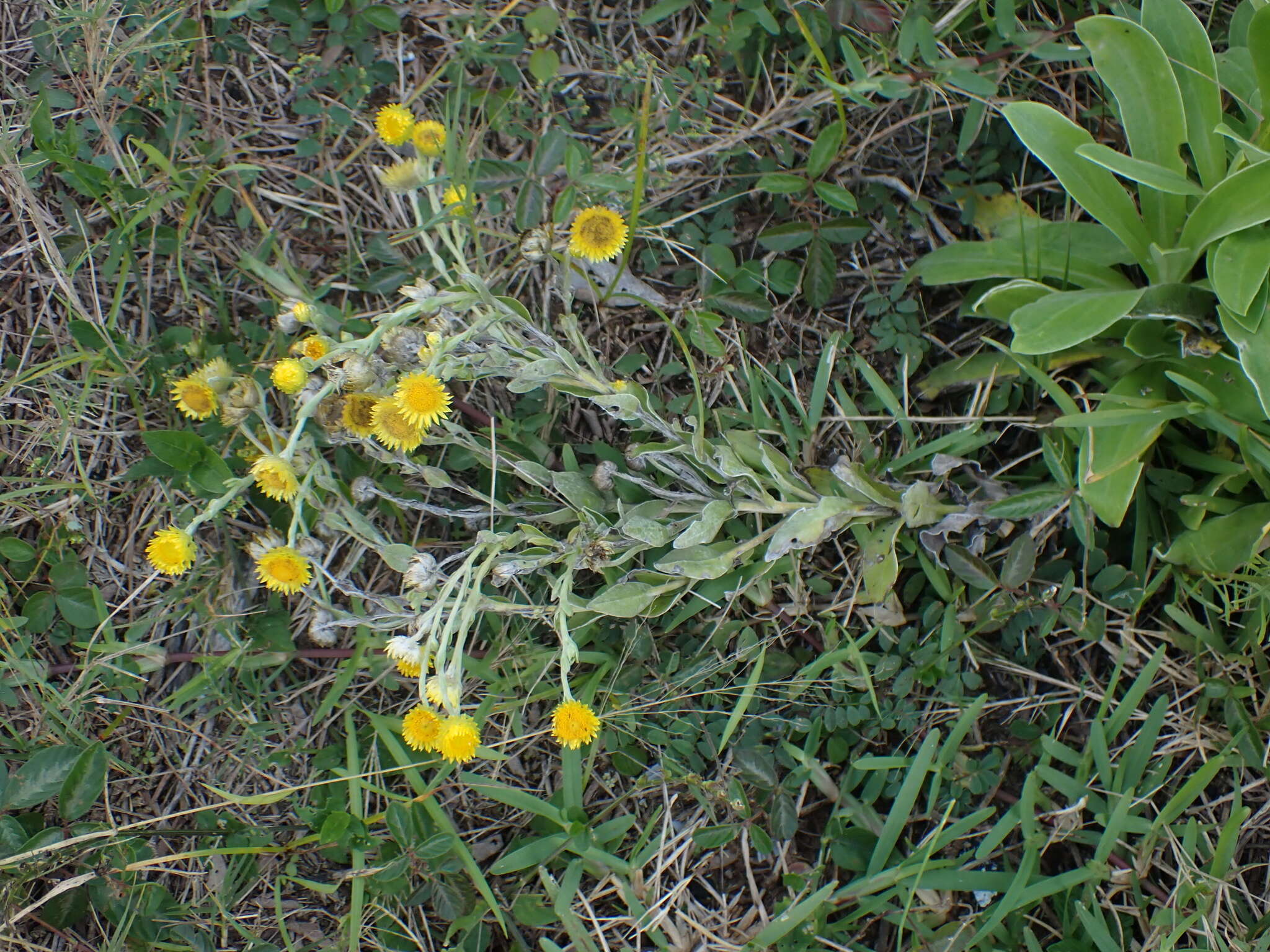 Image of Helichrysum decorum DC.