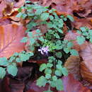 Plancia ëd Cardamine chelidonia L.