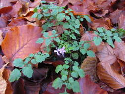 Plancia ëd Cardamine chelidonia L.