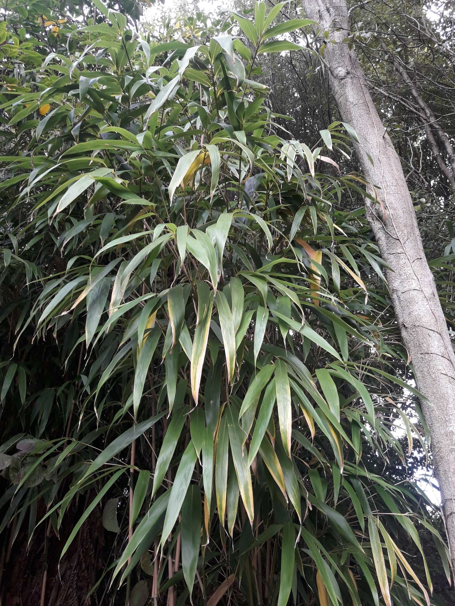 Image of arrow bamboo