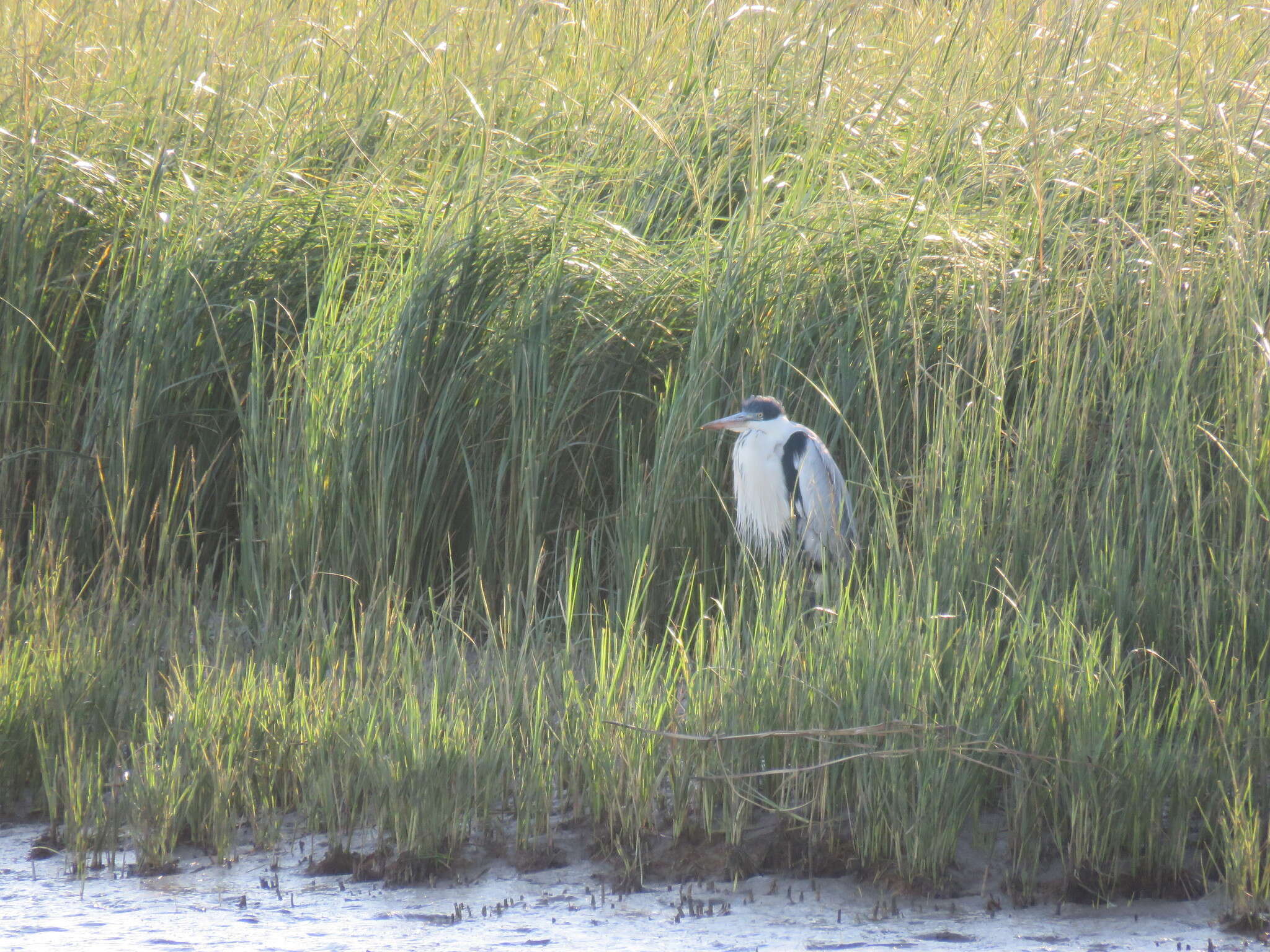 Image of Cocoi Heron