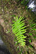 Слика од Polypodiodes amoena (Wall. ex Mett) Ching