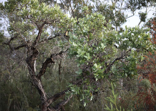 Image de Angophora hispida (Sm.) D. F. Blaxell