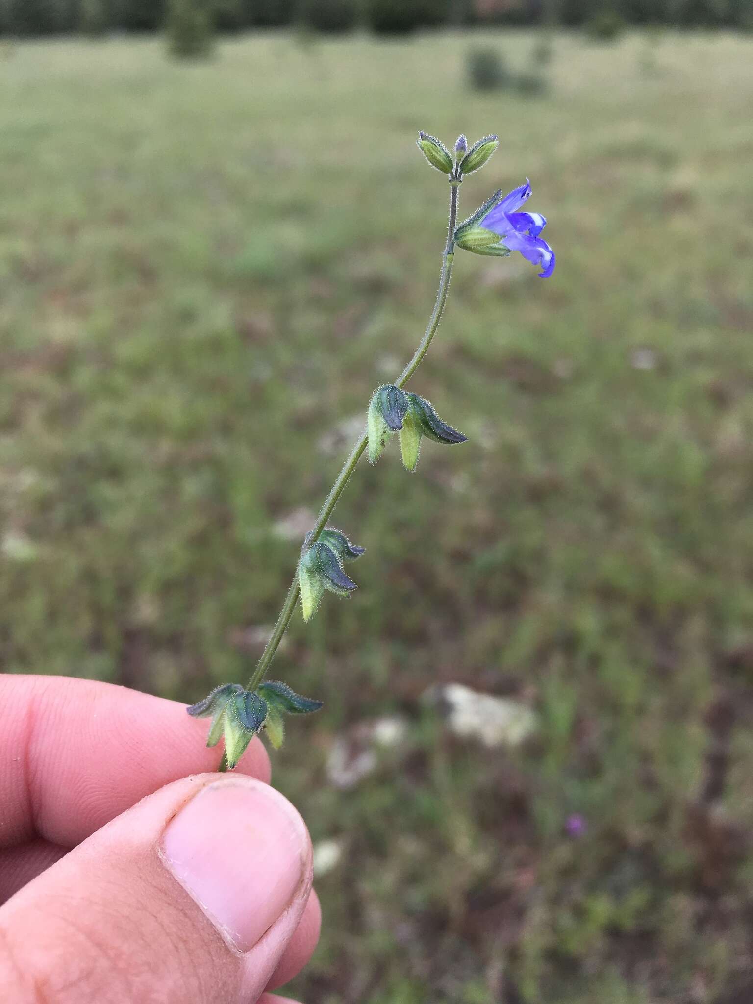 Salvia subincisa Benth. resmi