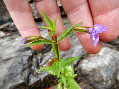 Image of Allegheny monkeyflower