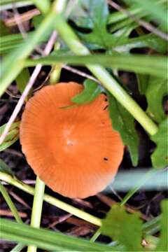 Image of Marasmius vagus