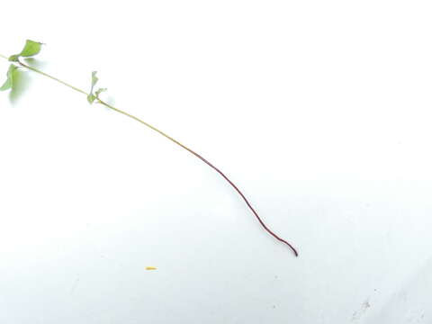 Image of Lindsaea fraseri Hook.