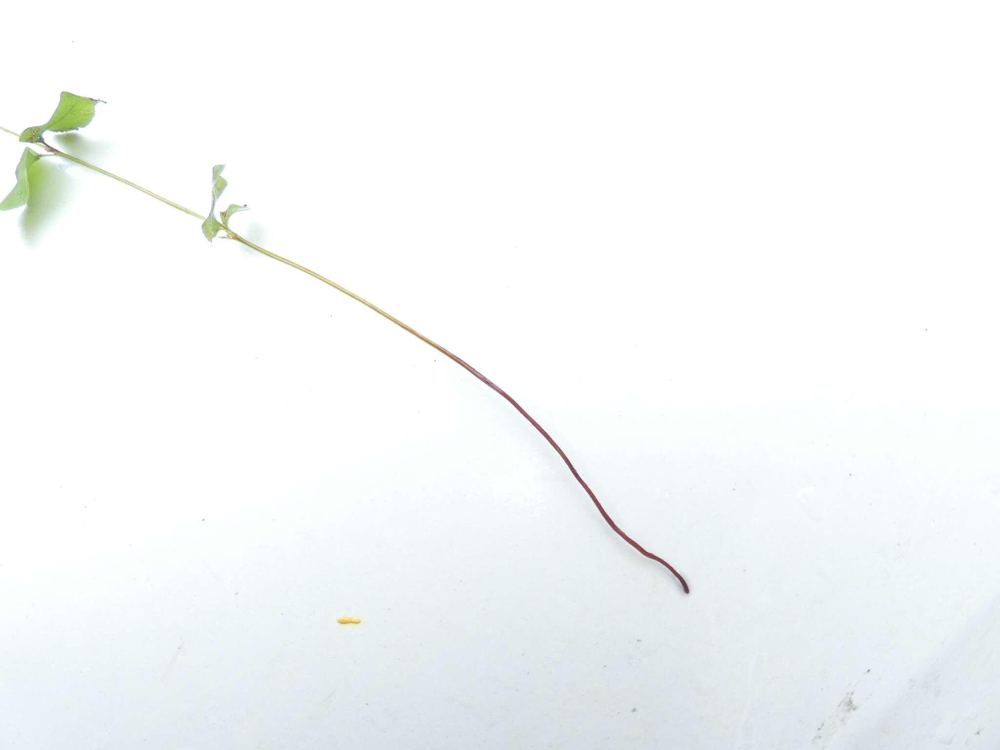 Image of Lindsaea fraseri Hook.