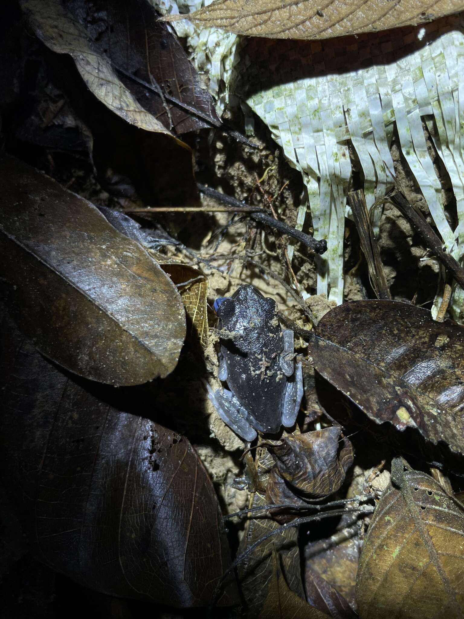 Image of Spotted Litter Frog